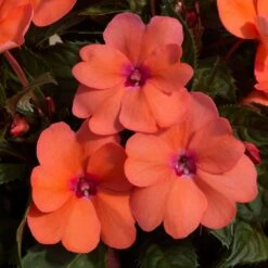 SunPatiens® Compact Coral Pink Impatiens Plant