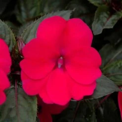 SunPatiens® Compact Deep Rose Impatiens Plant