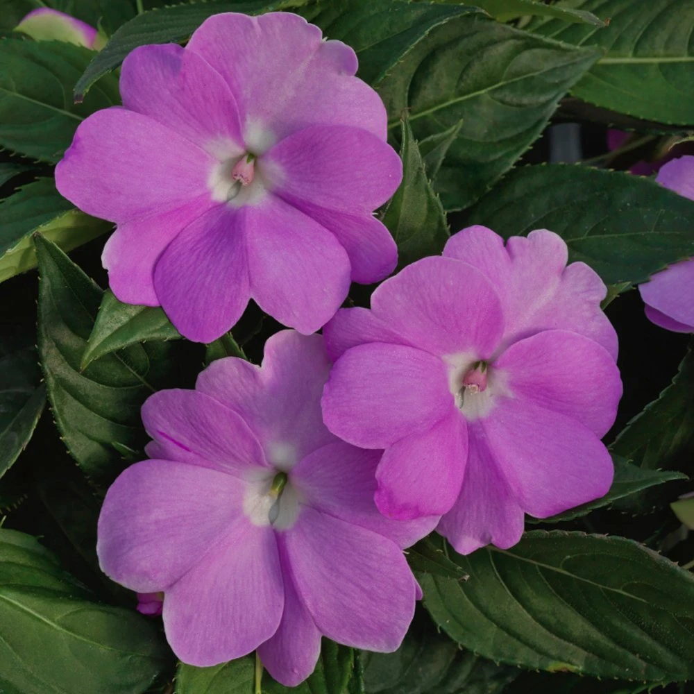 SunPatiens® Vigorous Orchid Impatiens Plant