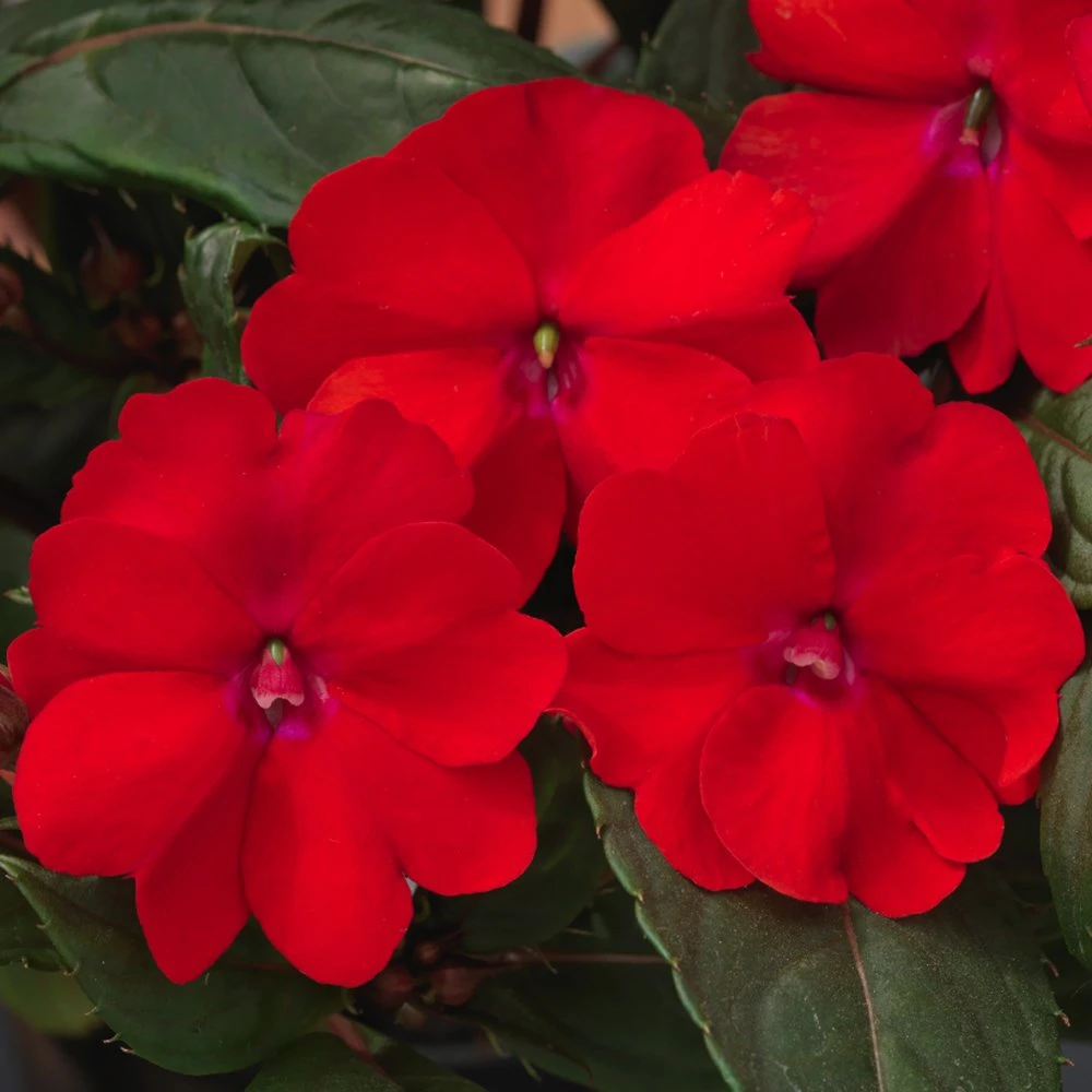 SunPatiens® Compact Red Impatiens Plant