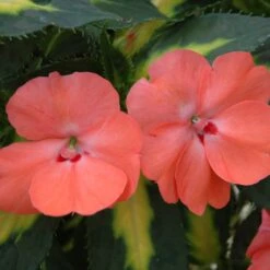 SunPatiens® Vigorous Tropical Salmon Impatiens Plant