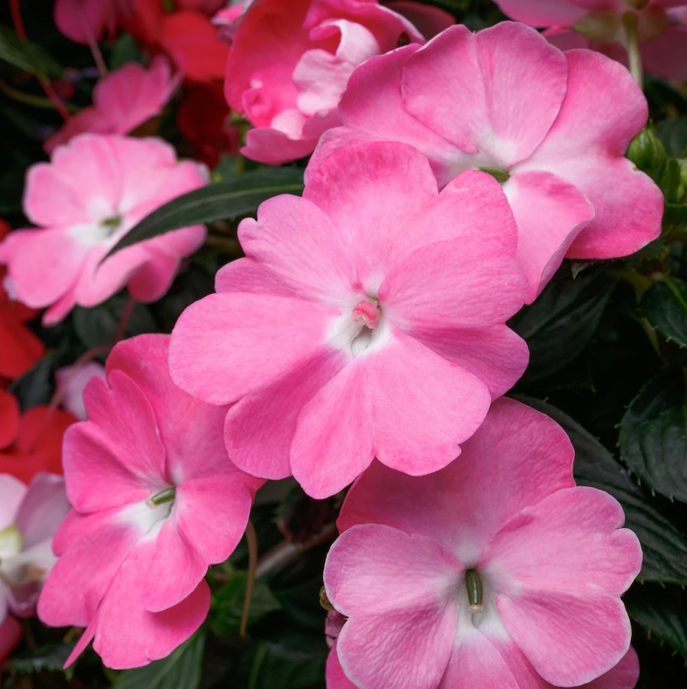 SunPatiens® Vigorous Pretty Pink Impatiens Plant