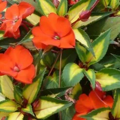 SunPatiens® Vigorous Tropical Orange Impatiens Plant