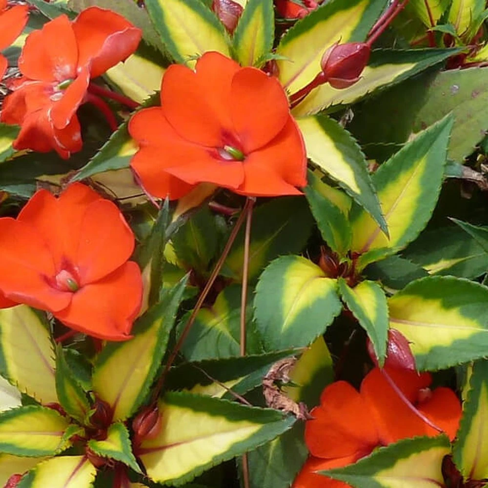 SunPatiens® Vigorous Tropical Orange Impatiens Plant