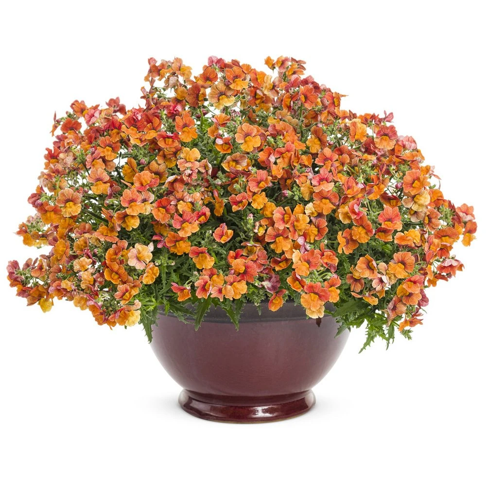 Sunsatia® Blood Orange™ Nemesia