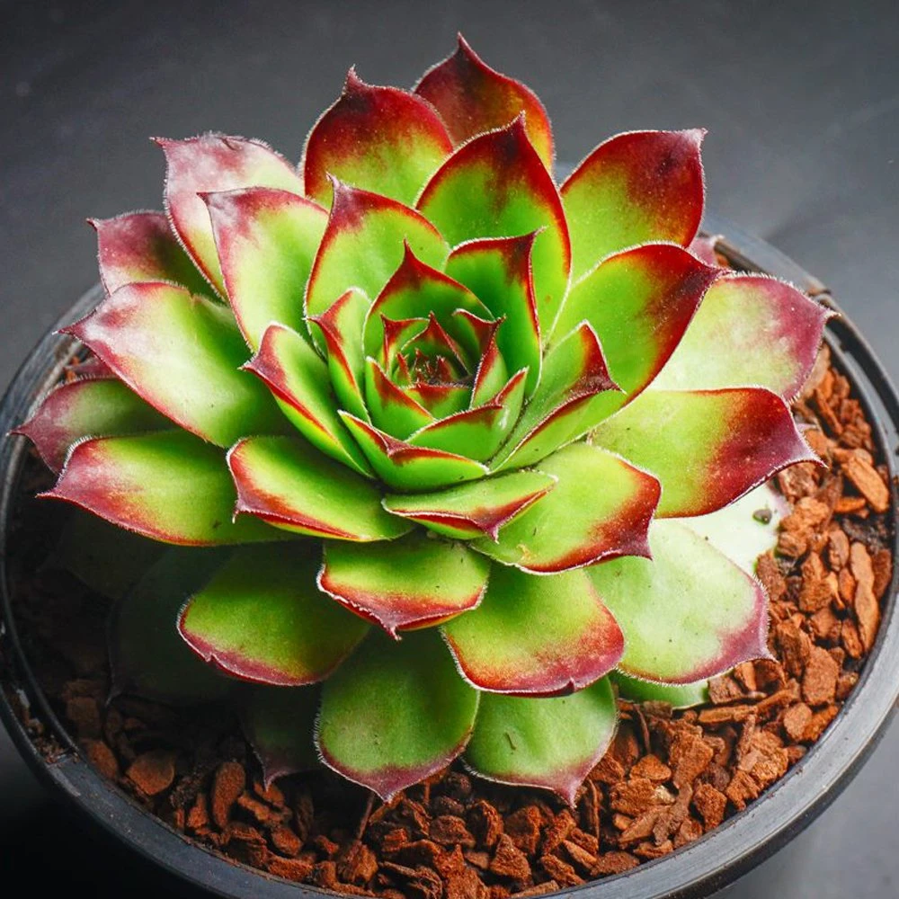 Sunset Sempervivum (Hens And Chicks)