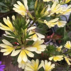 Suntastic Scaevola