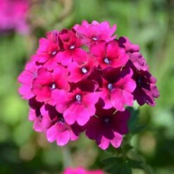 Superbena® Burgundy Verbena Plant