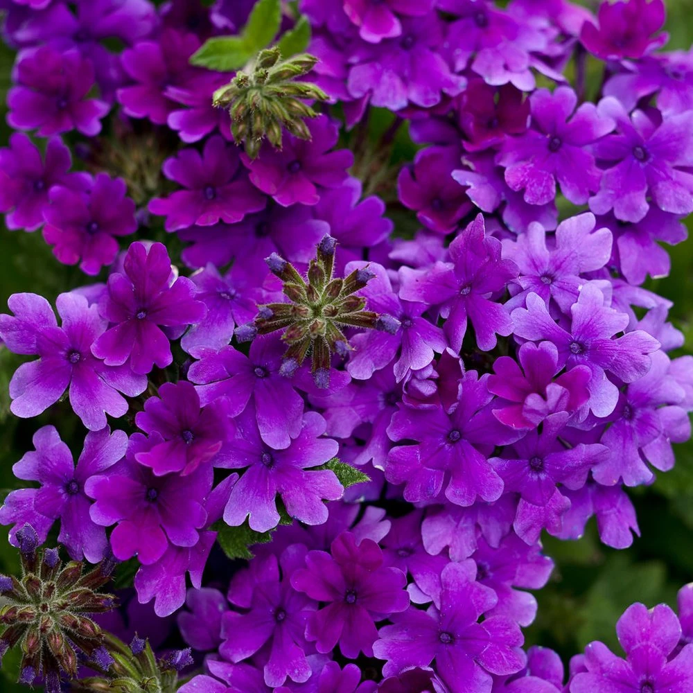 Superbena® Dark Blue Verbena Plant