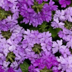Superbena® Large Lilac Blue Verbena Plant