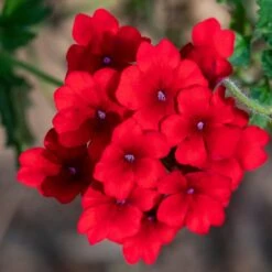 Superbena® Red Verbena Plant