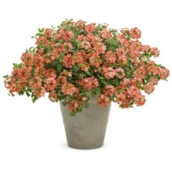 Superbena Royale® Peachy Keen Verbena Plant