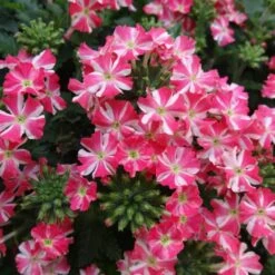 Superbena Royale® Cherryburst Verbena Plant