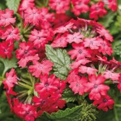 Superbena Royale® Iced Cherry Verbena Plant