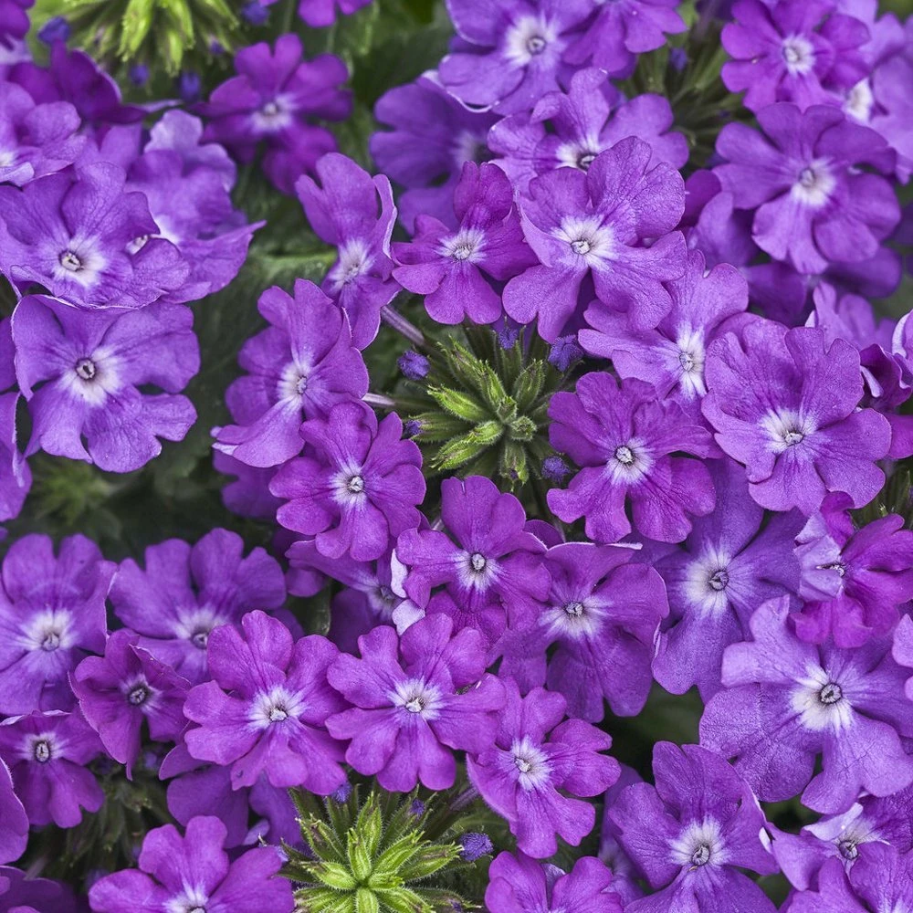 Superbena® Violet Ice Verbena Plant