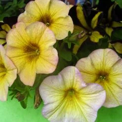 SuperCal® Vanilla Blush Petchoa Plant