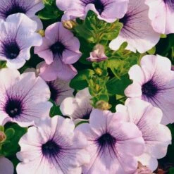 Supertunia® Blue Veined Petunia Plant