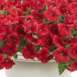 Supertunia® Really Red Petunia Plant