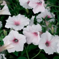 Supertunia Vista® Silverberry Petunia Plant