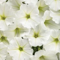 Supertunia Vista® Snowdrift Petunia Plant