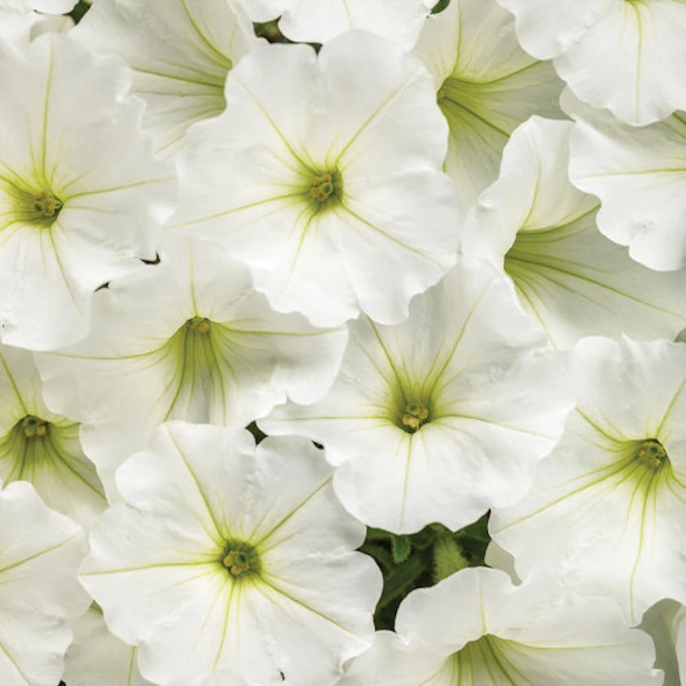Supertunia Vista® Snowdrift Petunia Plant