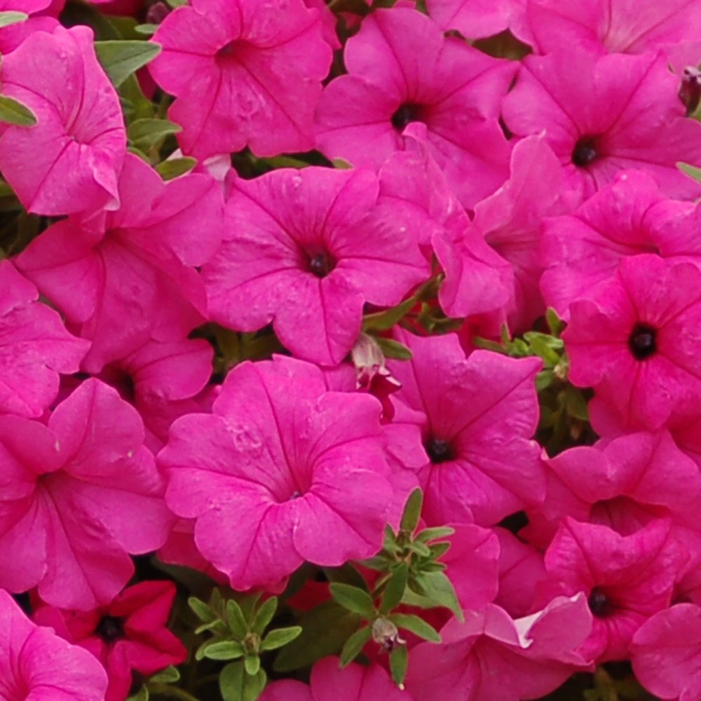 Surfinia® Sumo Pink Petunia Plant