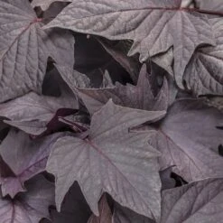 Sweet Caroline™ Bewitched Ipomoea Plant
