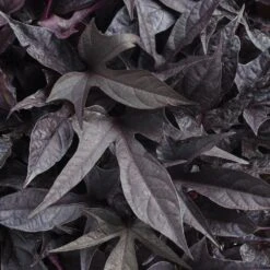 Sweet Caroline™ Raven Ipomoea Plant