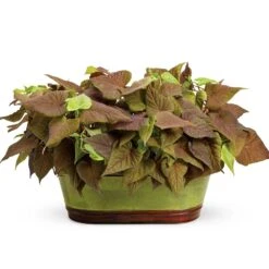 Proven Accents® Sweet Caroline Sweetheart Red Ipomoea Plant