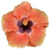 Sweetie Pie Dwarf Cajun Hibiscus