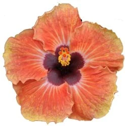 Sweetie Pie Dwarf Cajun Hibiscus