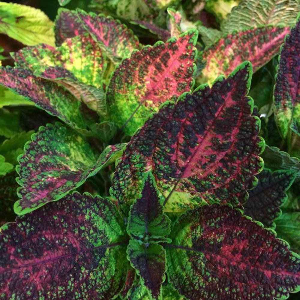 Tapestry Coleus Plant
