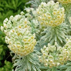 Tasmanian Tiger Euphorbia (Leafy Spurge)