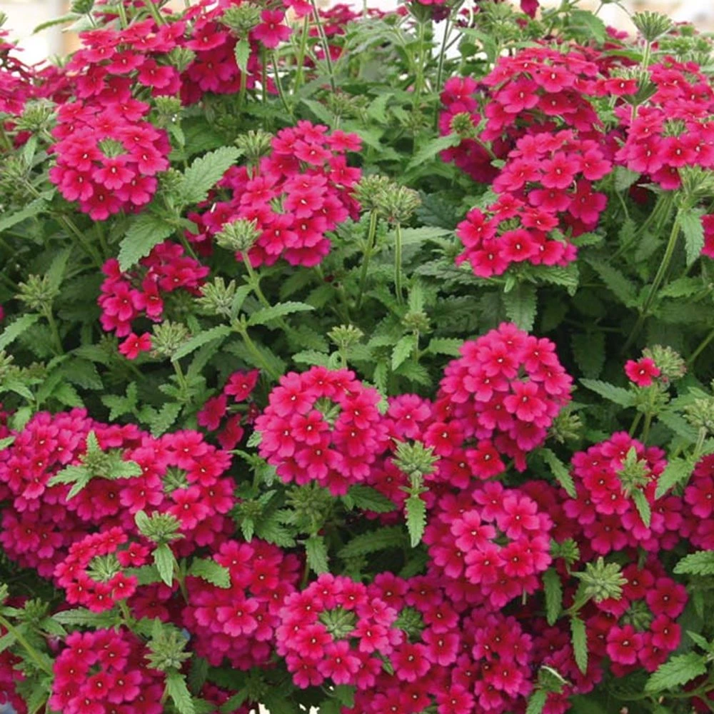 Temari® Burgundy Verbena Plant