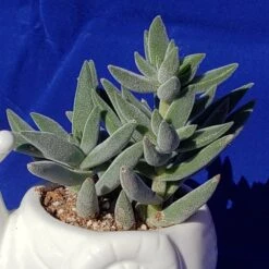 Tenelli Crassula