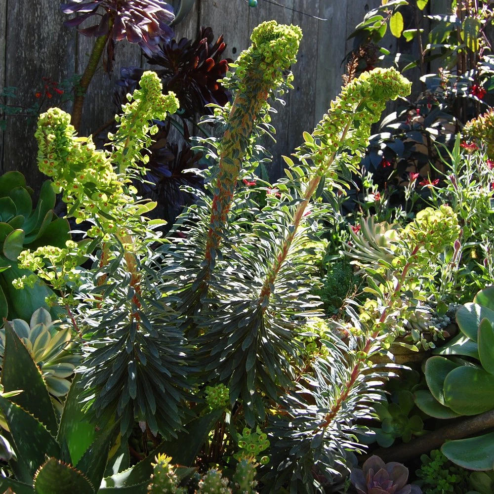 Tiny Tim Euphorbia (Spurge)