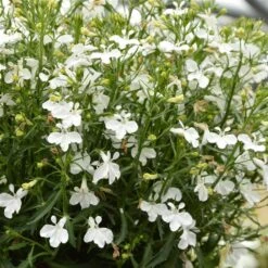 Magadi™ Compact White Lobelia
