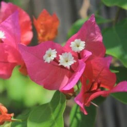 Tropical Bouquet Bougainvillea Plant