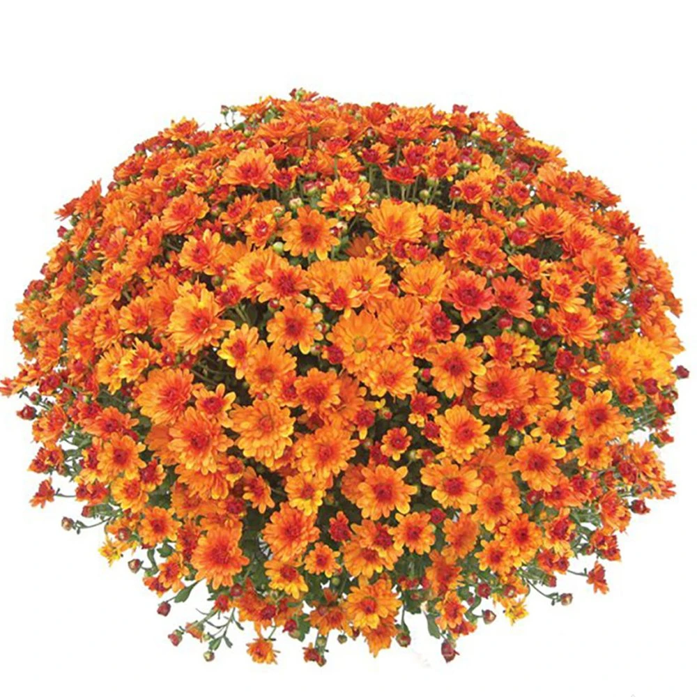 Belgian Mum® Urano Orange Plant