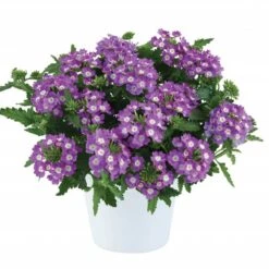 Vanessa™ Compact Violet Verbena Plant