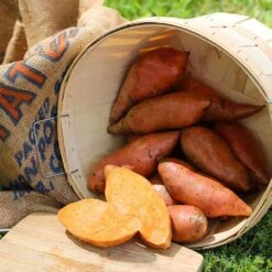 Vardaman Sweet Potato
