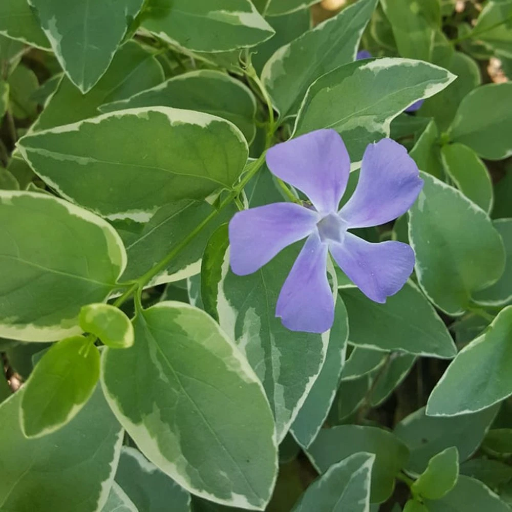 Variegated Vinca Vine