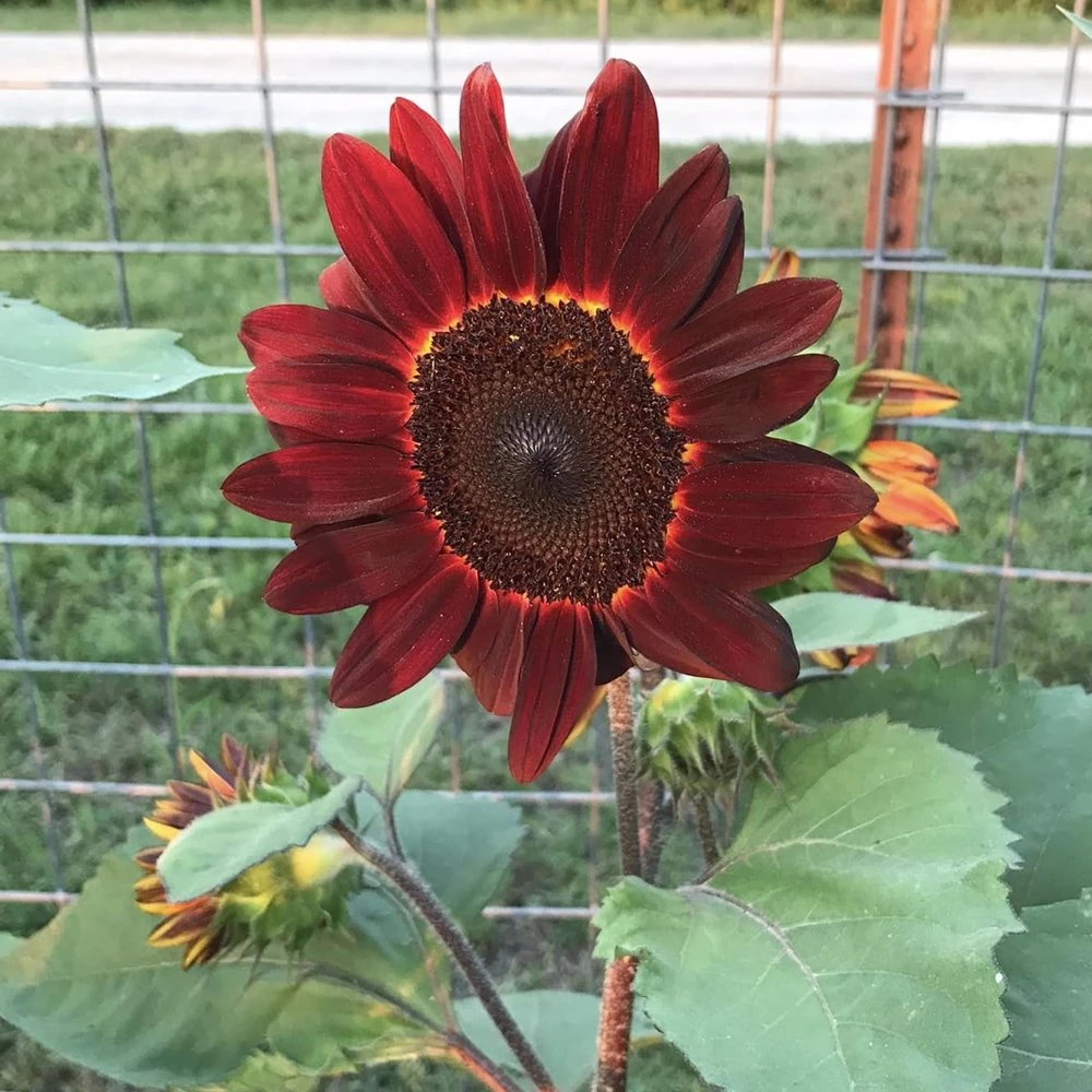 Velvet Queen Sunflower