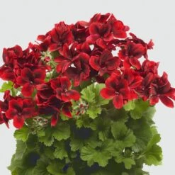 Aristo® Velvet Red Regal Geranium Plant