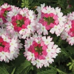 Lanai® Twister Pink Verbena Plant