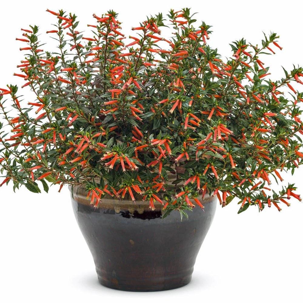 Vermillionaire® Large Firecracker Cuphea Plant