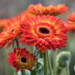 Volcanoes® Patio Gerbera