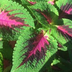 Watermelon Coleus Plant