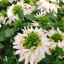 White Bombay Scaevola