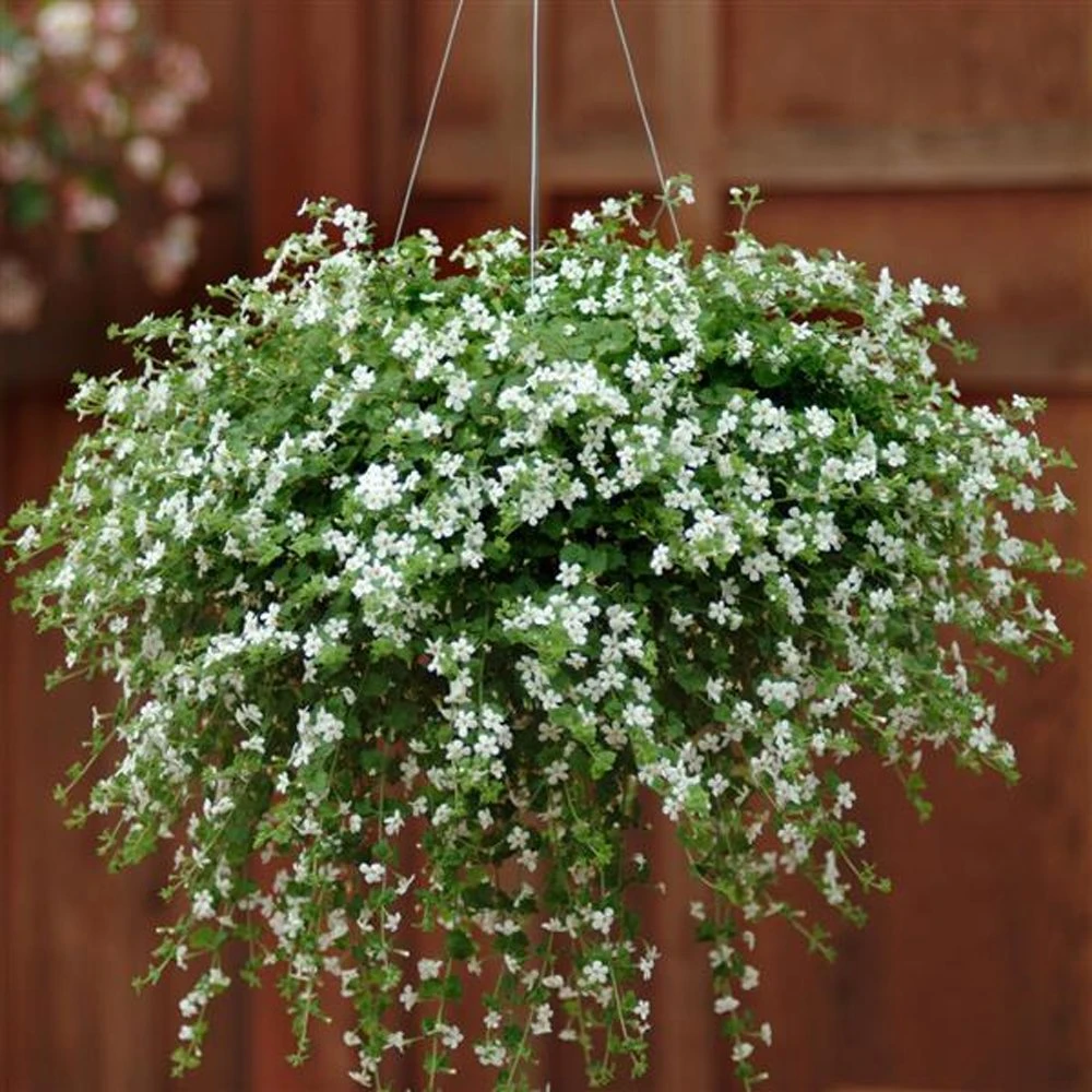 Snowtopia White Bacopa Plant